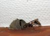 Sceliphron curvatum